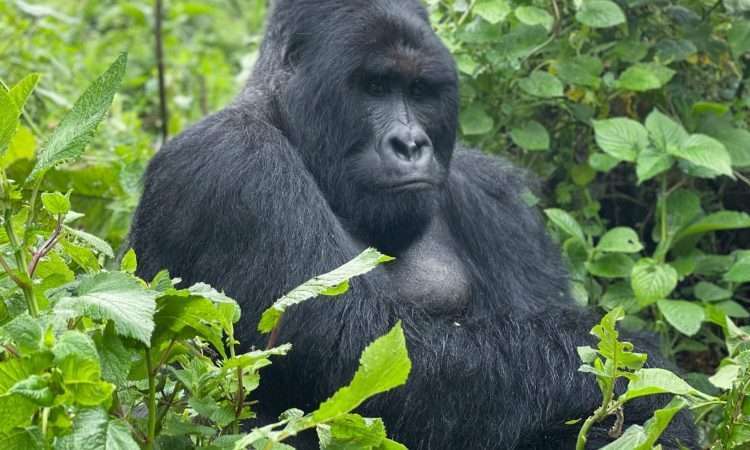Trinity safaris uganda gorilla travel