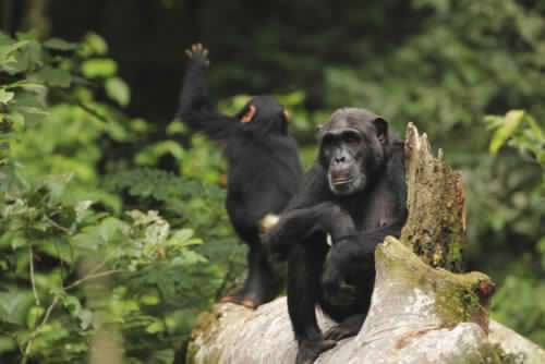 Penelope-adult-female-and-her-infant-female-Kozena-3-500x334