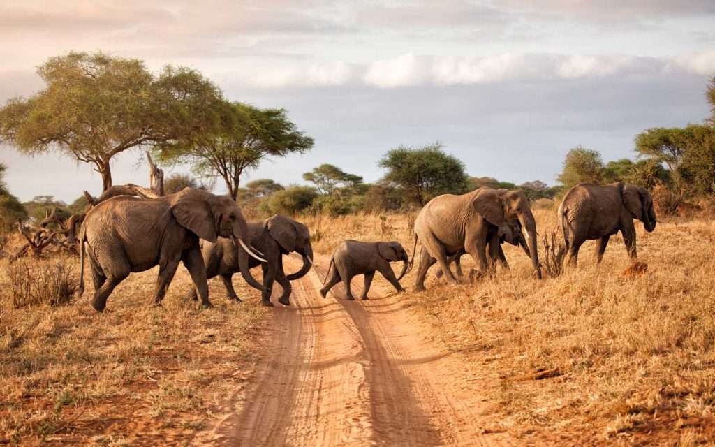 Tanzania Safari 1024x640 1