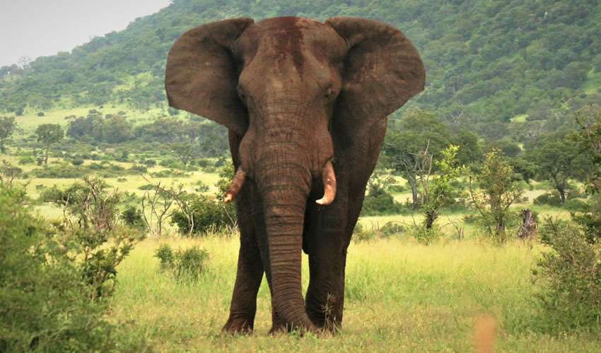 akagera-elephant