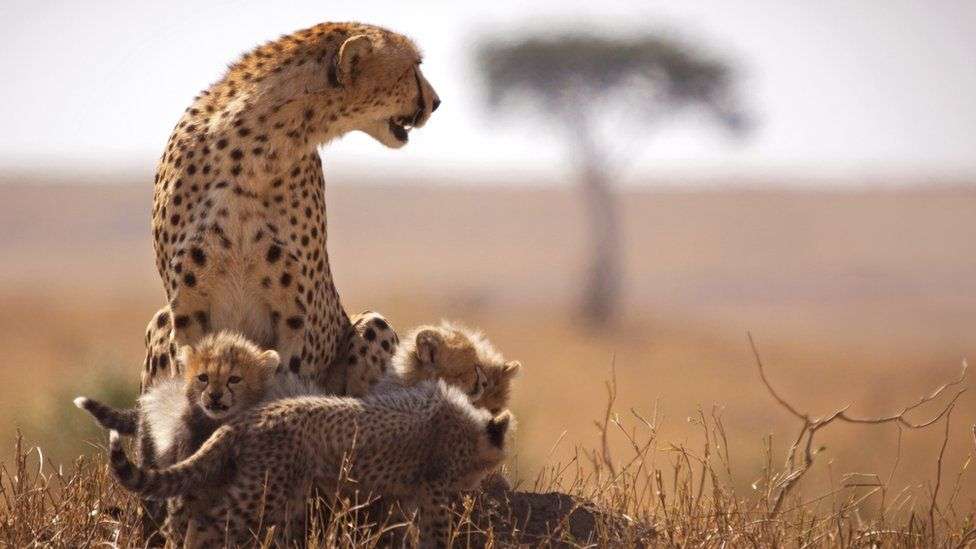 Uganda safari packages 2024