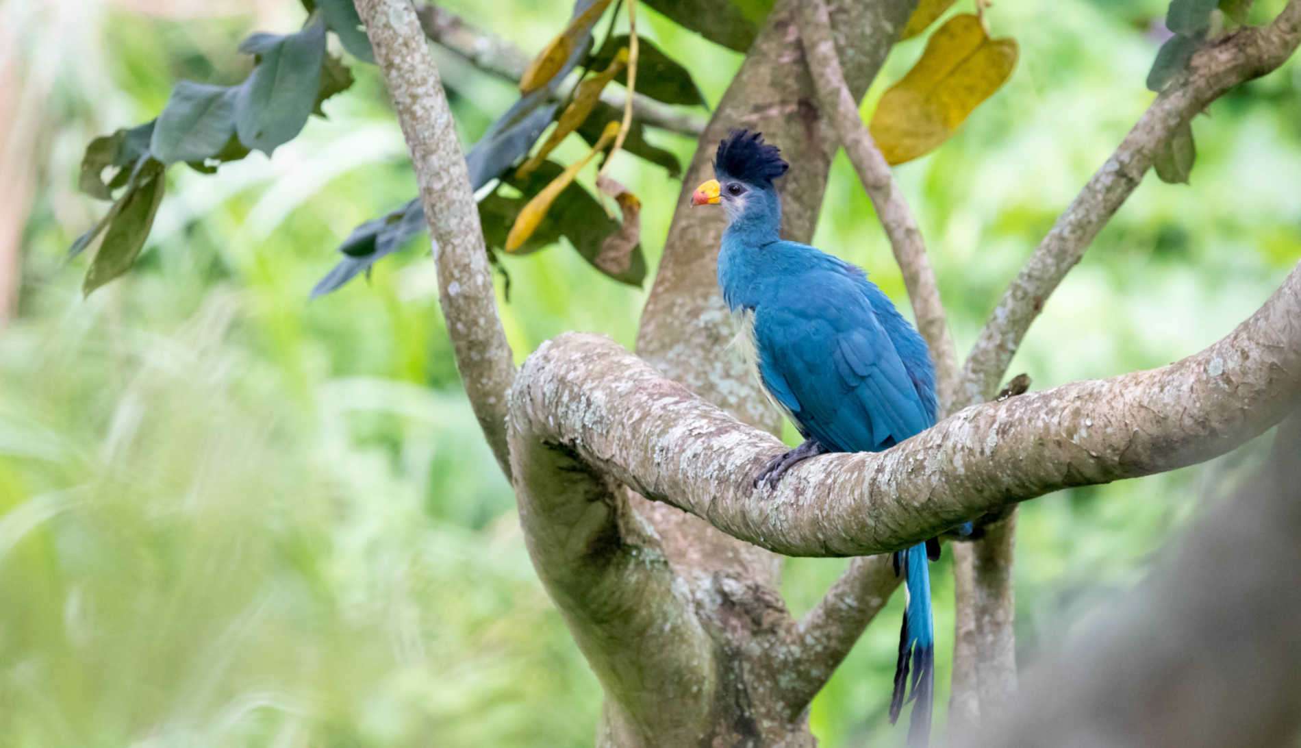 14 Days Uganda Birding Safari Experience