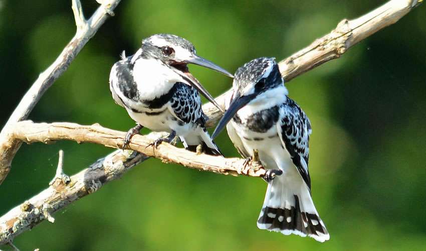 Uganda safari packages 2024