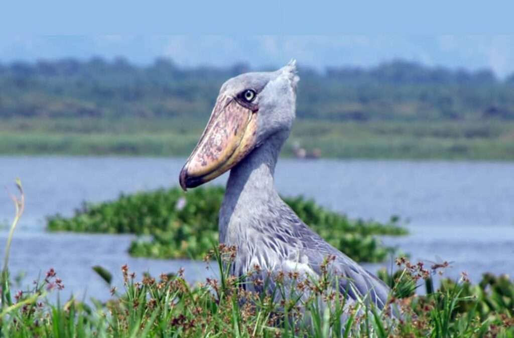 shoebills