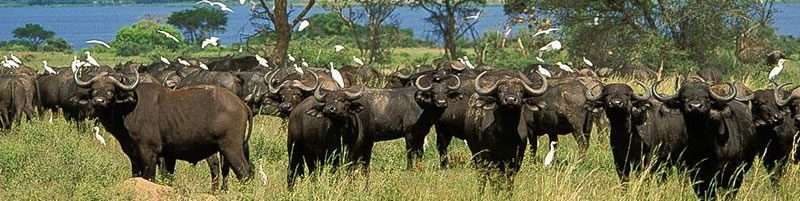 15 Days Best of Uganda and Rwanda Safari 6 buff
