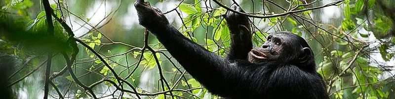 15 Days Best of Uganda and Rwanda Safari 3 cdfg