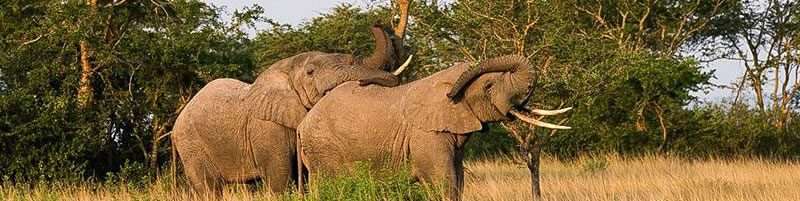 15 Days Best of Uganda and Rwanda Safari 7 eles