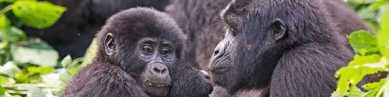 15 Days Best of Uganda and Rwanda Safari 5 goo