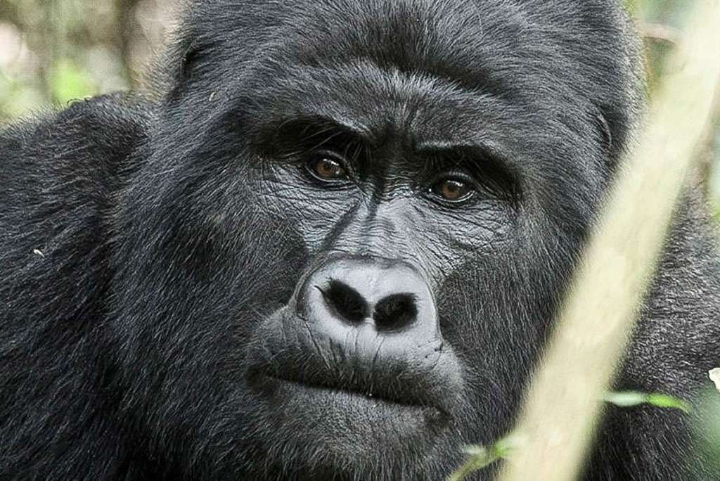 gorilla rwanda