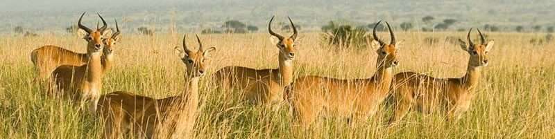15 Days Best of Uganda and Rwanda Safari 4 hmm