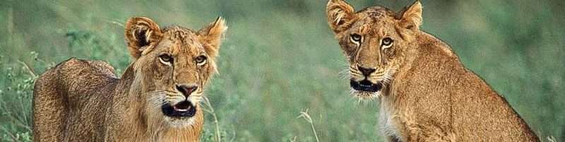 15 Days Best of Uganda and Rwanda Safari 8 leos