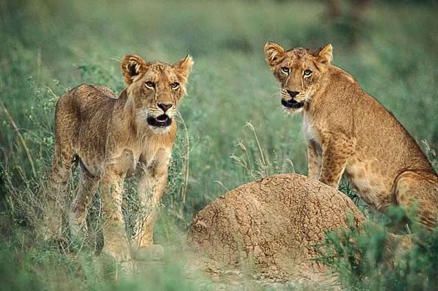 15 Days Best of Uganda and Rwanda Safari 11 litle lions