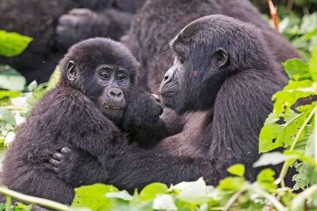 Gorilla Trekking In Uganda