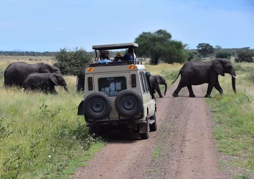 What is a game drive?