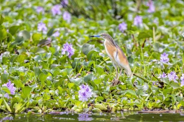 Squacco heron, Ardeola ralloides